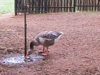 Goose Drinking Water Under Tap