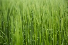 Green Barley Field