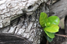 Grey Wood And Green Leaf