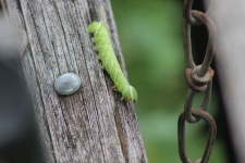 Hello World Caterpillar