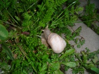 Snail In The Grass