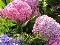 Hortensia Flowers