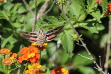 Hummingbird Moth's Beautiful Design