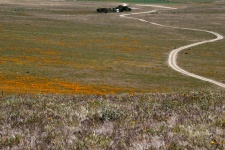 Landscape View Poppy Field