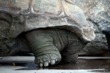 Large Tortoise Leg