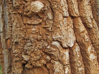 Lesions In Tree Bark
