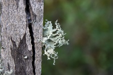 Lichen On Dead Fence