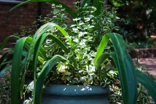 Light On Plants In A Pot