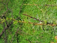 Long White Thorns On Acacia