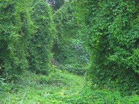 Lush Foliage