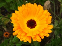 Orange Garden Flora