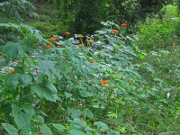 Orange Wild Flowers In Vegetation