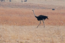 Ostrich On The Grassland