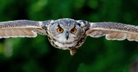 Owl, Bird, Animal, Wings