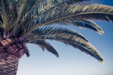 Palm Tree And Sky