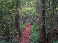 Path Through Forest Area