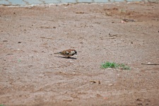 Pecking House Sparrow