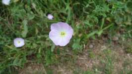 Pink Primrose Or Buttercup