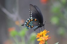 Pipevine Swallowtail Ventral View