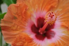 Pistil Of Hibiscus Flower