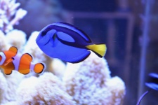 Aquatic Blue Tropical Fish