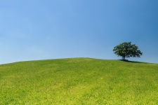 Tree On A Hill