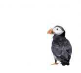 Puffin On White Background