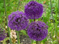 Purple Garden Flora