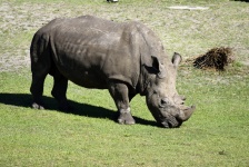 Rhinoceros At Animal Reserve