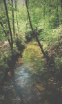 Rocky Wooded Creek