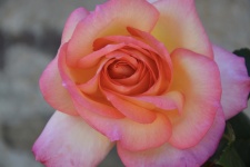Pink Flowered Open Shrub Thorn