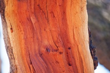 Roughly Split Wood