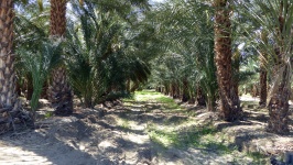 Rows Of Date Palms