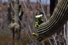 Saguaro Cacti Flower