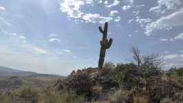 Saguaro Silhouette