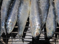 Salted Sardines On The Grid