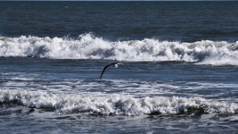 Seagull Flying Over The Ocean