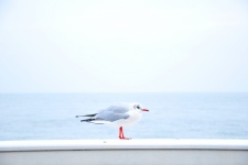 Seagull Standing