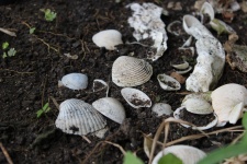 Shells In The Dirt