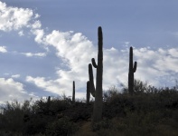 Silhouetted Saguaros