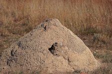 Soil Mound Of An Ant Hill