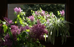 Spring Window Of Lilacs