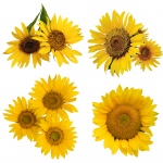Springtime Sunflowers