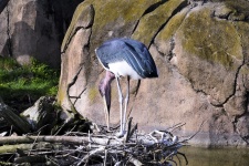 Stork Eating