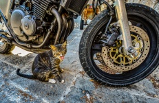 Stray Cat In Greece