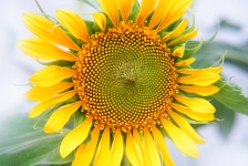 Summer Sunflower 2