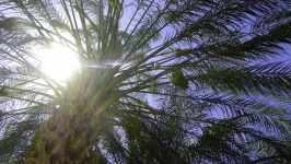 Sun And Palm Tree