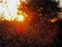 Sun On Thorn Bush