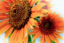 Sunflower Art 3