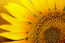 Sunflower in spring 2